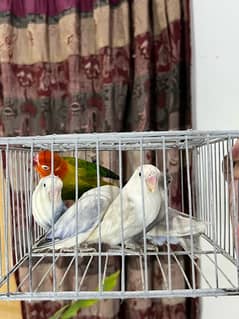 lovebirds available for sale