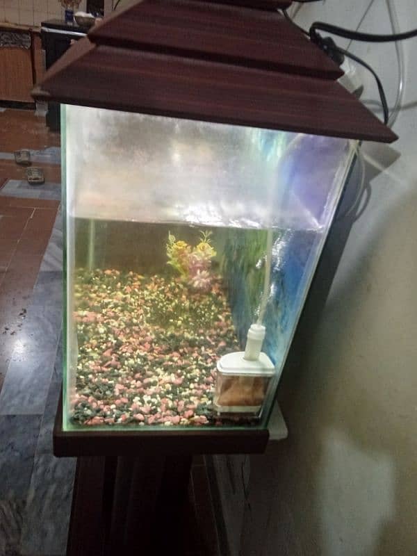 Big fish aquarium for sale 4