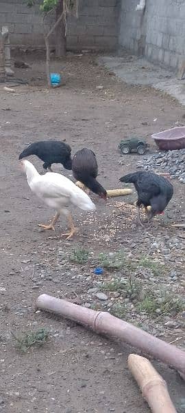 aseel hens for sales 0