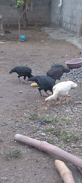 aseel hens for sales 1