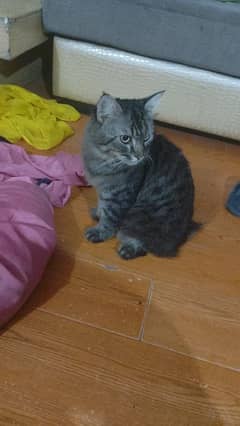 selling cat