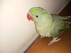 Raw parrots available age between 5month  breeder,male  healthy active