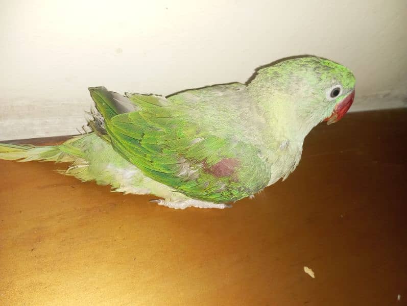 Raw parrots available age between 5month  breeder,male  healthy active 1