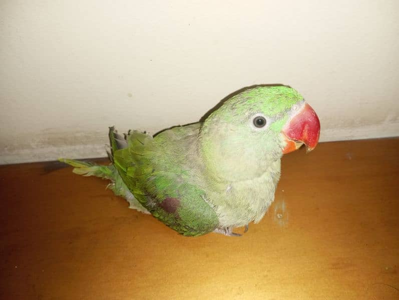 Raw parrots available age between 5month  breeder,male  healthy active 2