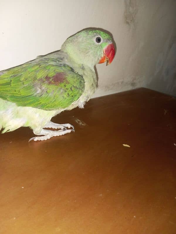 Raw parrots available age between 5month  breeder,male  healthy active 3