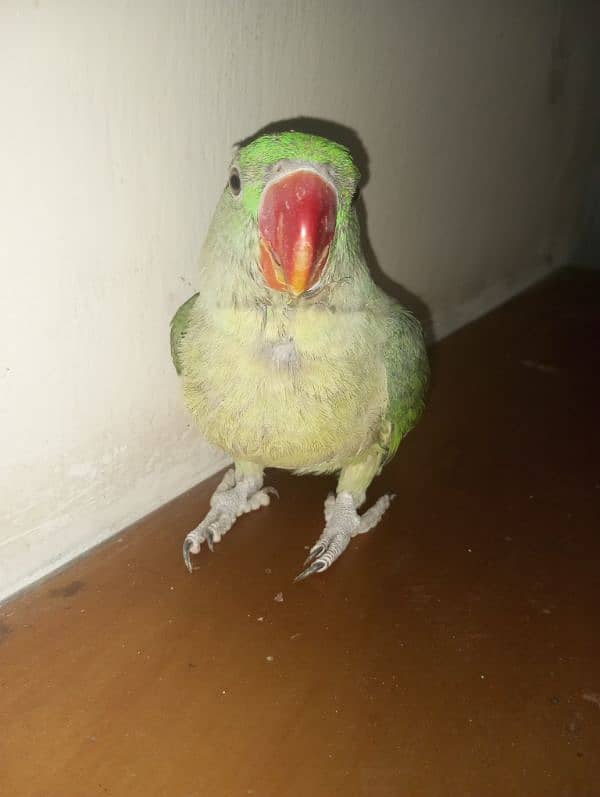 Raw parrots available age between 5month  breeder,male  healthy active 4