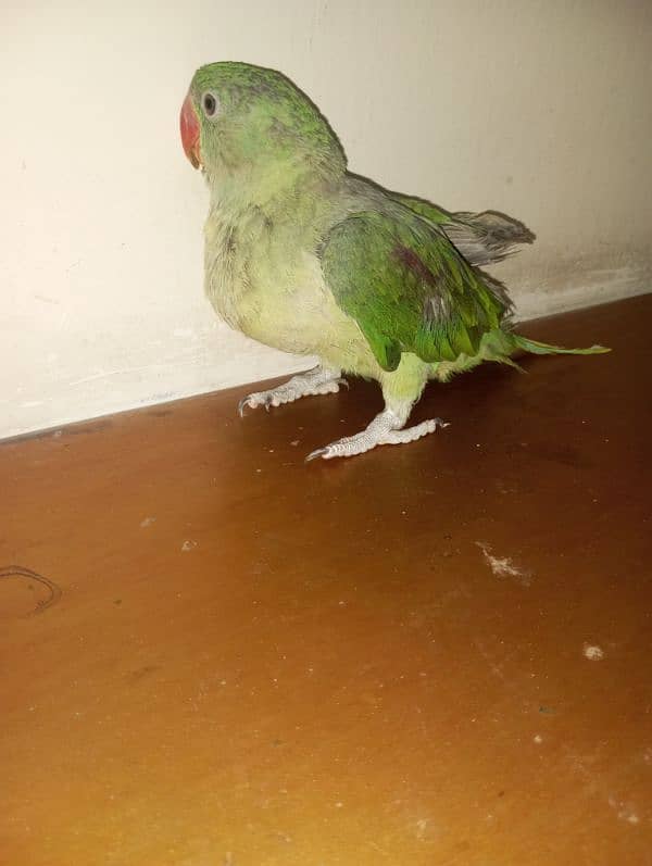 Raw parrots available age between 5month  breeder,male  healthy active 5