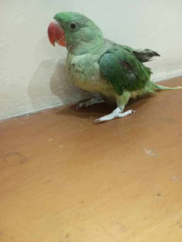 Raw parrots available age between 5month  breeder,male  healthy active 6