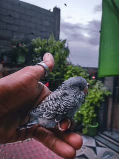 baby parrot 0