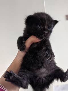 Persian kitten for sale 0