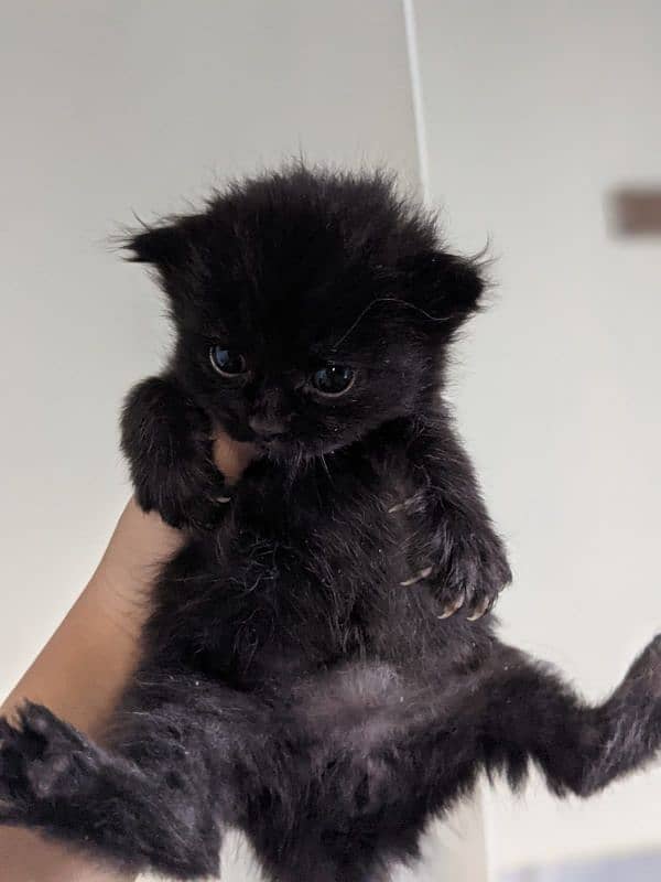 Persian kitten for sale 1