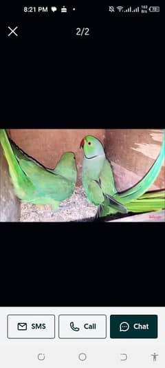 breeder pair parrot