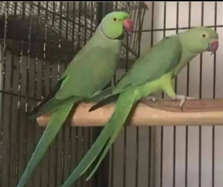 breeder pair parrot 1