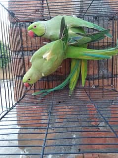 Green Ring Neck Breeder Pair