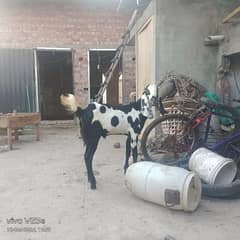 amritsari goats for sale 0