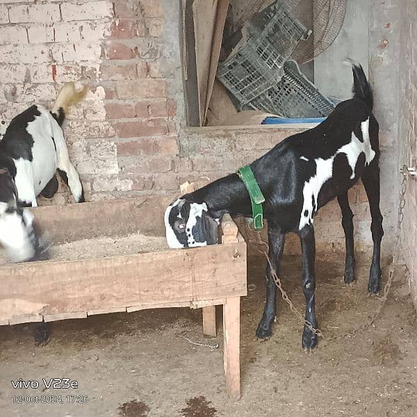 amritsari goats for sale 1