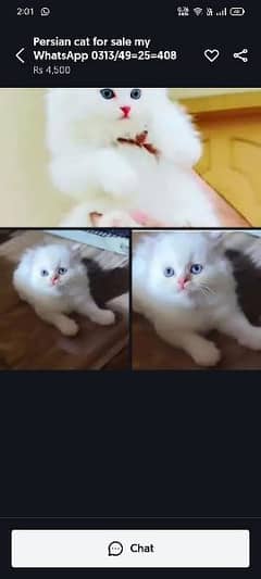 Persian cat mail female my WhatsApp 03230097122 0