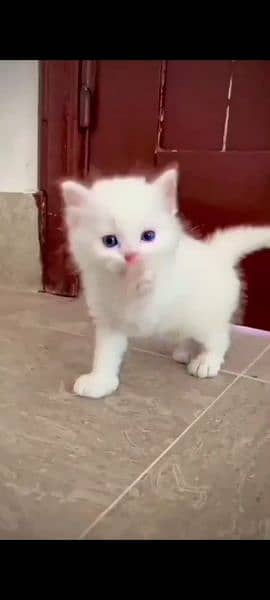 Persian cat mail female my WhatsApp 03230097122 1