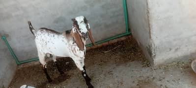 Desi Bakra