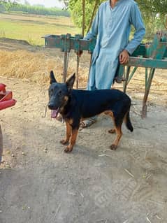 German shepherd /sable bkack and tan /black and shiny/patrolling dog