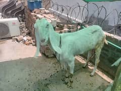 Rajanpori Bakri full heightd