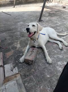 Labrador female 7 month age Whatsapp 03095571834