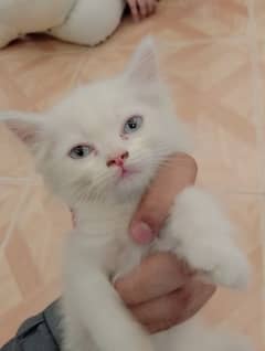 Persian Kitten