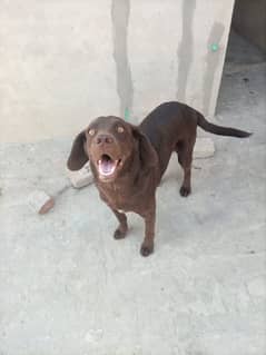 Labrador male Dog for Sell 0