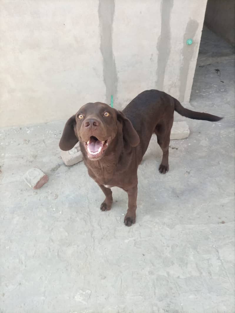 Labrador male Dog for Sell 0