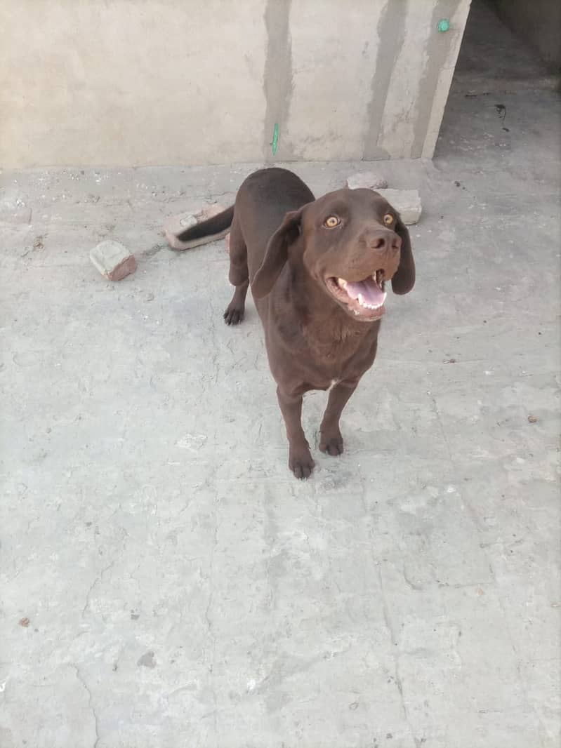 Labrador male Dog for Sell 1