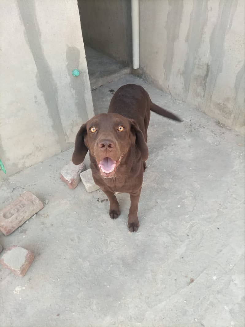 Labrador male Dog for Sell 2