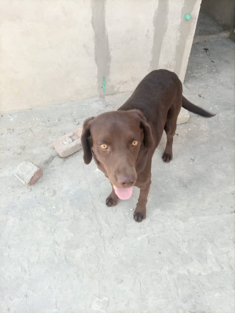 Labrador male Dog for Sell 3