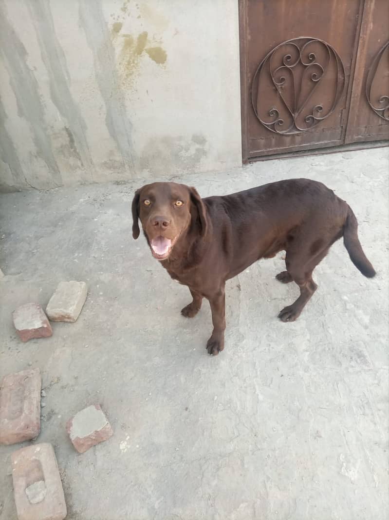 Labrador male Dog for Sell 4