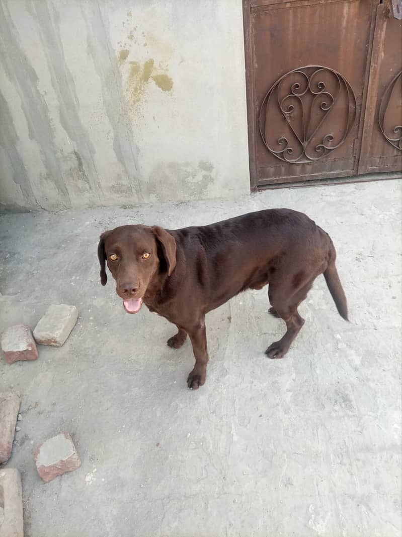 Labrador male Dog for Sell 5