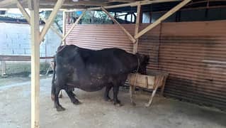 Buffalo for sale