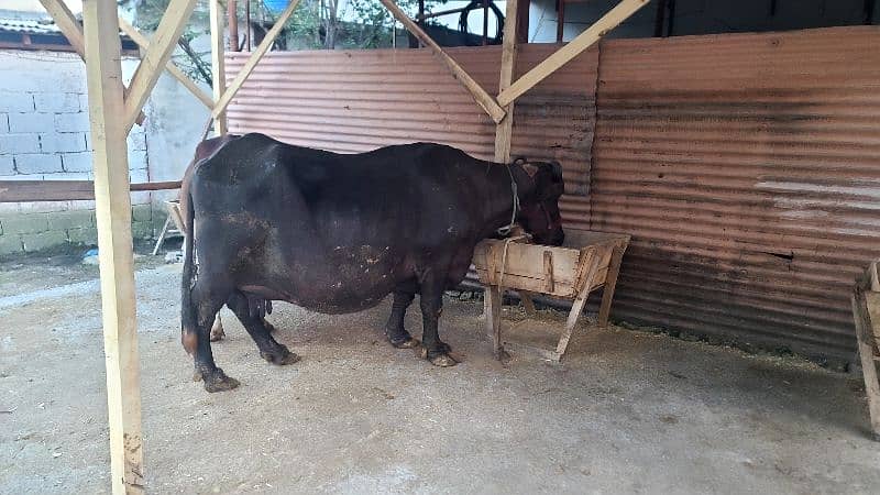 Buffalo for sale 1