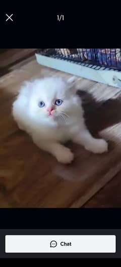 Persian cat for sale 2 month age my WhatsApp number 03276330466