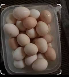 egg's