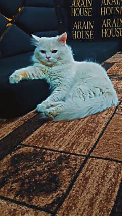 Breeding Persian cats pair for sale urgently. . 0