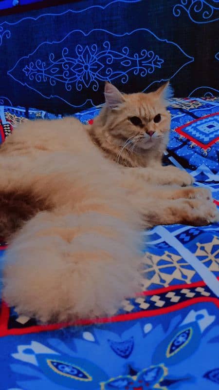 Breeding Persian cats pair for sale urgently. . 2