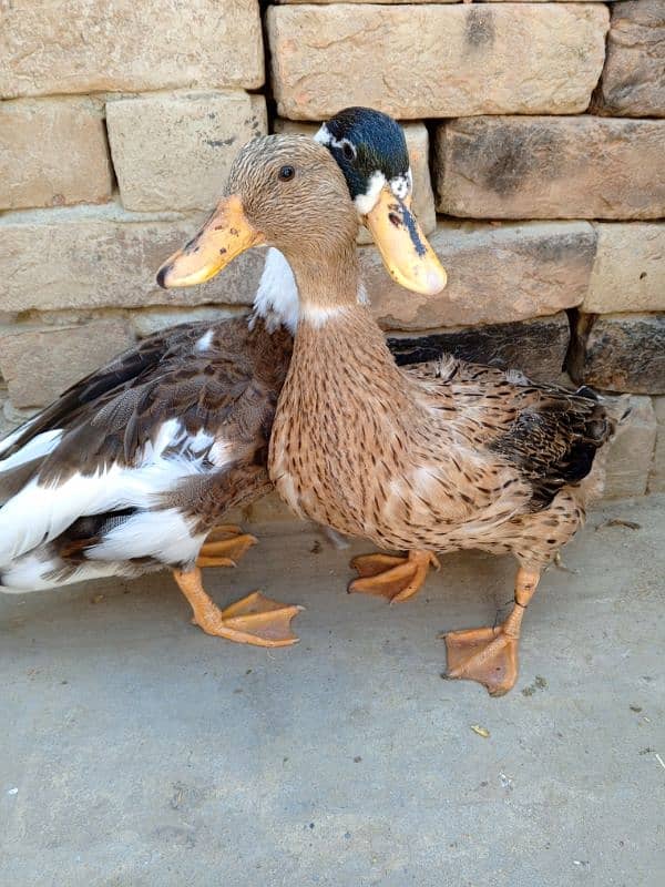 ducks 3