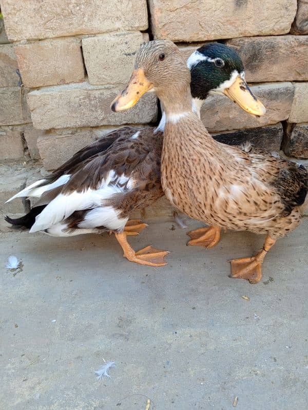 ducks 4