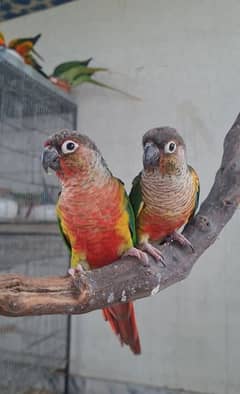 Conure High Red, Pineapple, Yellowsided pairs breeder and adult