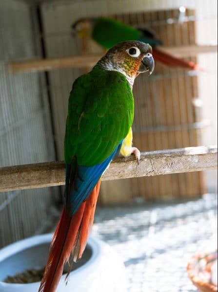 Conure High Red, Pineapple, Yellowsided pairs breeder and adult 1