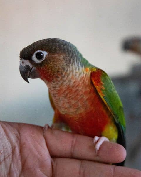 Conure High Red, Pineapple, Yellowsided pairs breeder and adult 3