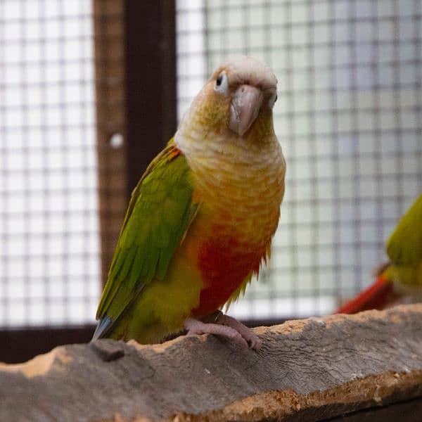 Conure High Red, Pineapple, Yellowsided pairs breeder and adult 4