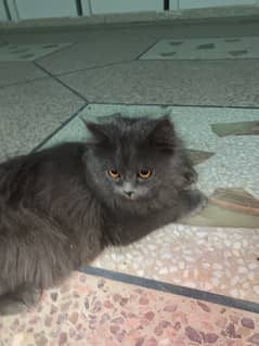 male cat for sale triple coted grey colour