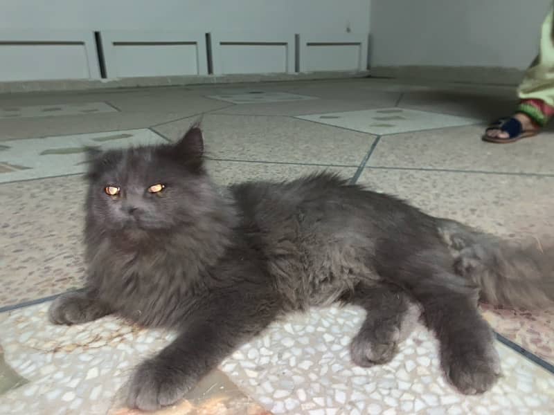 male cat for sale triple coted grey colour 1