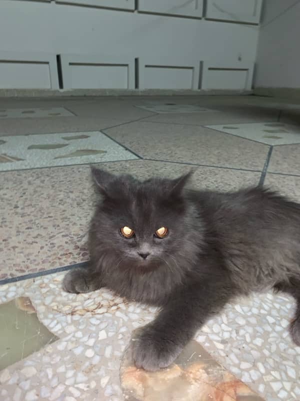 male cat for sale triple coted grey colour 2