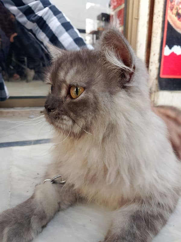 Himalayan Persian 3